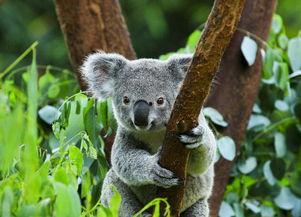 网红新品考拉海淘,引领潮流的跨境购物新体验