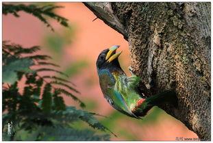 哪个男明星鸟最大,揭秘鸟最大男明星的传奇人生