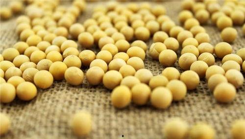 小黄豆半夜吃瓜,小黄豆深夜瓜界探险记