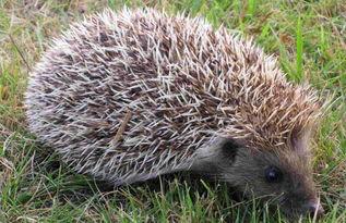 刺猬偷瓜吃,一场趣味横生的田园趣事