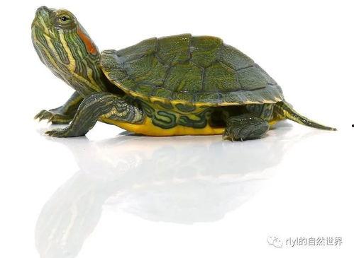 网红小彩龟的危害,警惕宠物市场新隐患